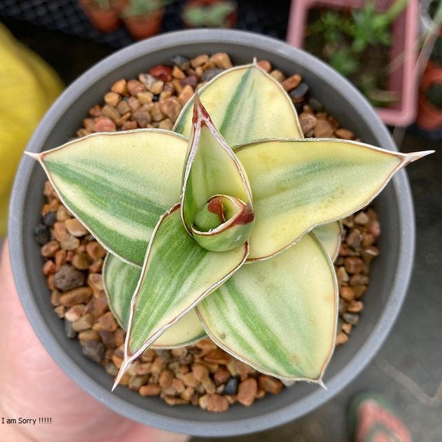 sansevieria blue leaf Variegated