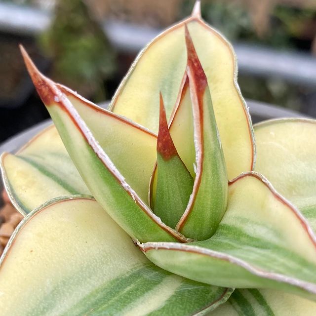 sansevieria blue leaf Variegated