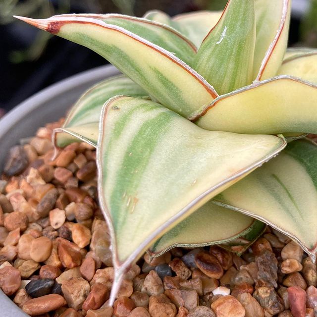 sansevieria blue leaf Variegated