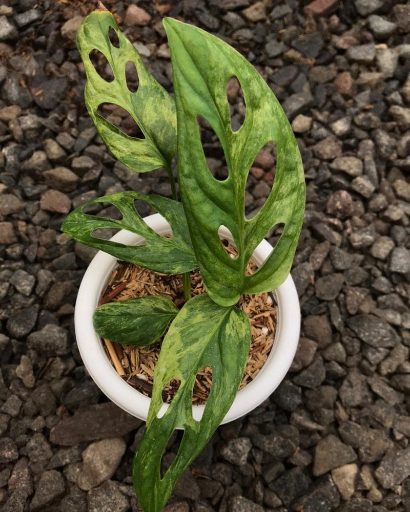 Monstera Adansonii Variegated