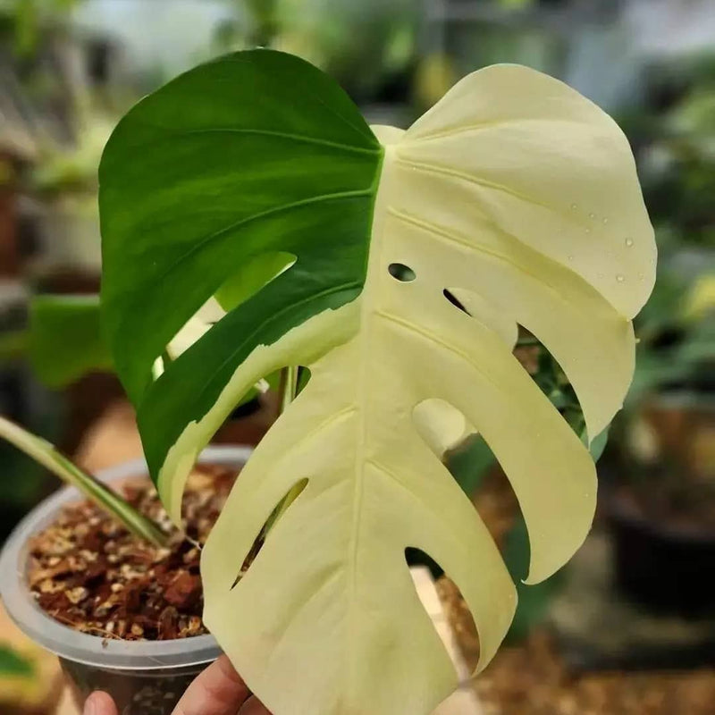 Monstera halfmoon Variegated