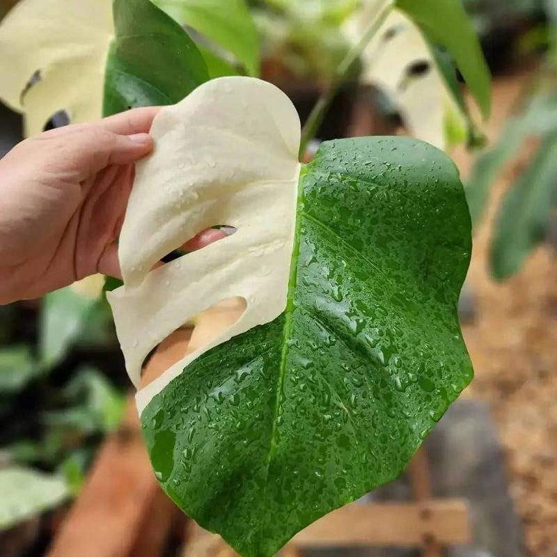 Monstera halfmoon Variegated