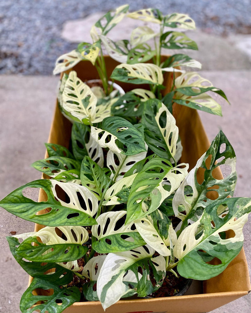 Monstera adansonii Japan Variegated