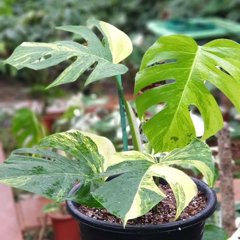 Monstera mamorata Variegated