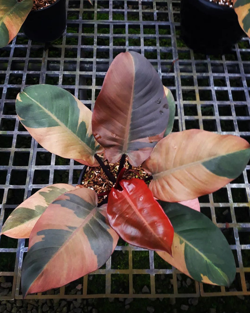 Philodendron black cardinal Variegated