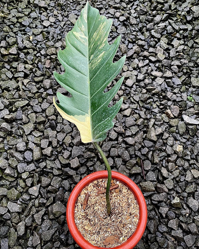 Philodendron Caramel Marble Variegated