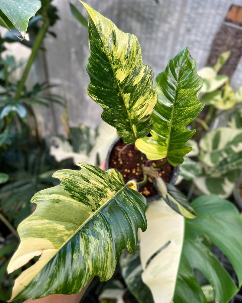 Philodendron Caramel Marble Variegated