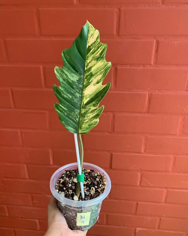 Philodendron Caramel Marble Variegated