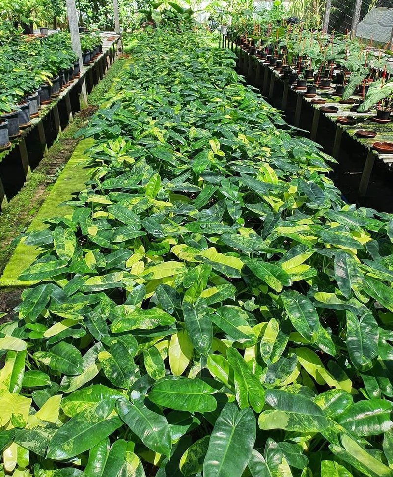 Philodendron Burlemarx Variegated