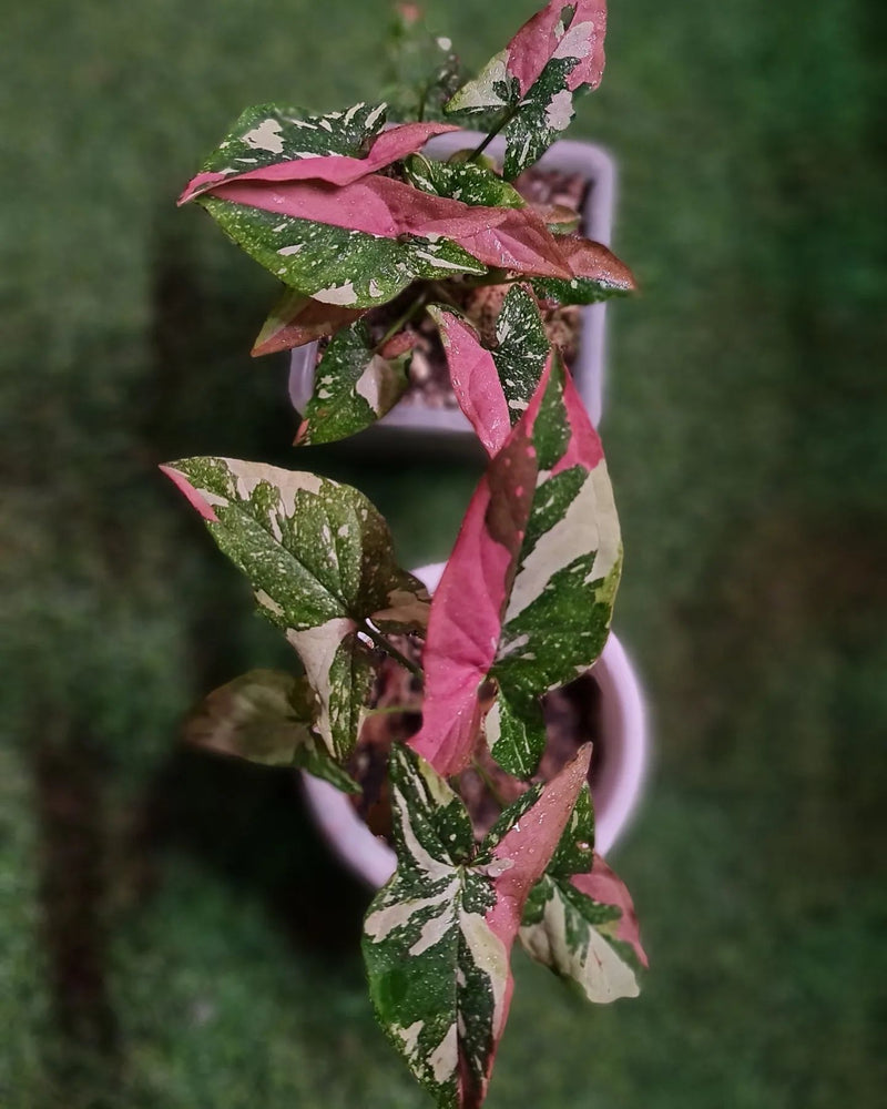 Syngonium Red spot tricolour