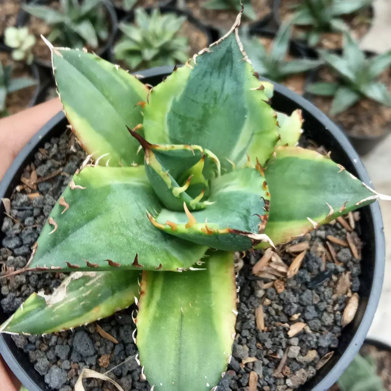 Agave Titanota Banana Peel