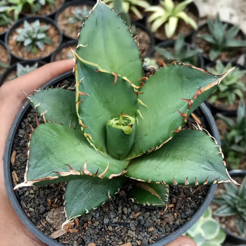 Agave Titanota Banana Green