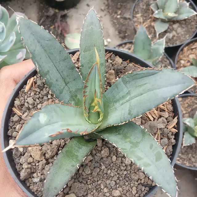 AGAVE TITANOTA FO 076