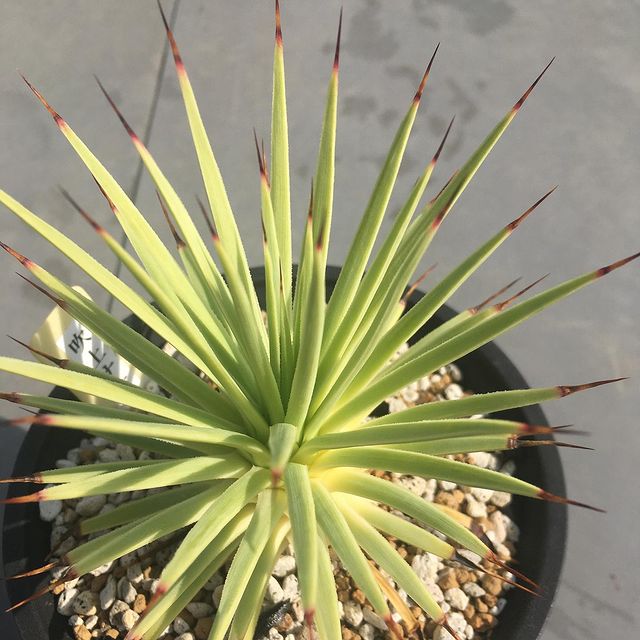 Agave Strictanana