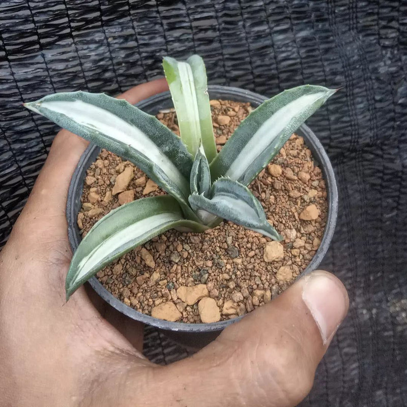 Agave Americana Mp Alba