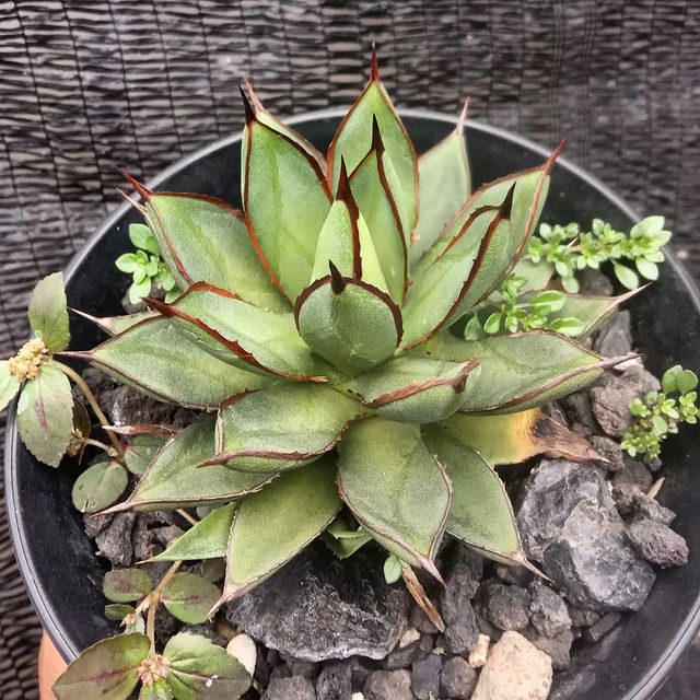 Agave burnt burgundy