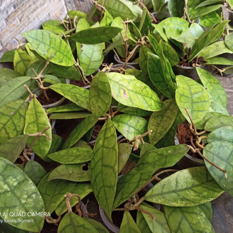 Hoya AFF Lambii Sp Borneo