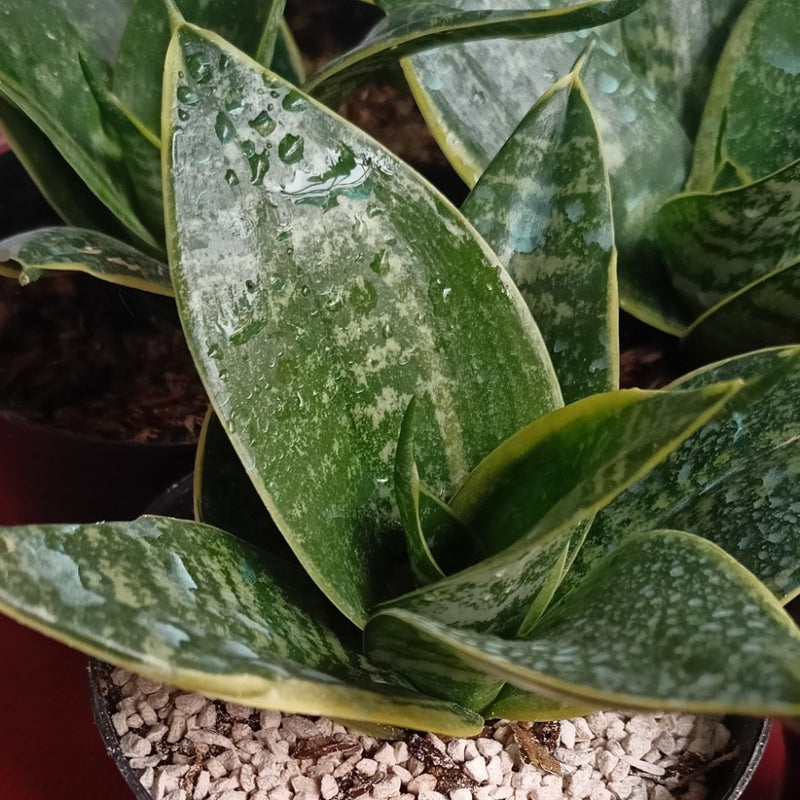 Sansevieria Hahnii Seibert Green Variegated