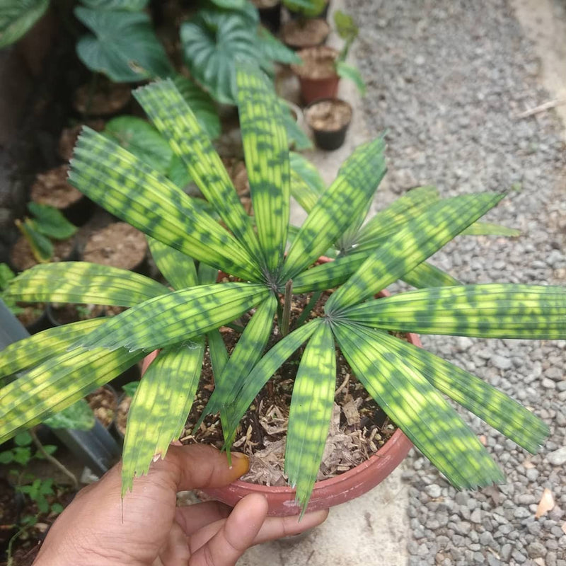 Tubers Palm licuala mapu Borneo Army