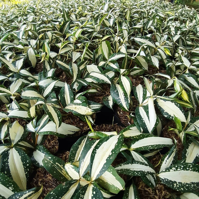 12 Dracaena Milky Way Variegated