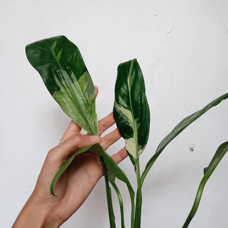 Spathypillum peace lily Variegated