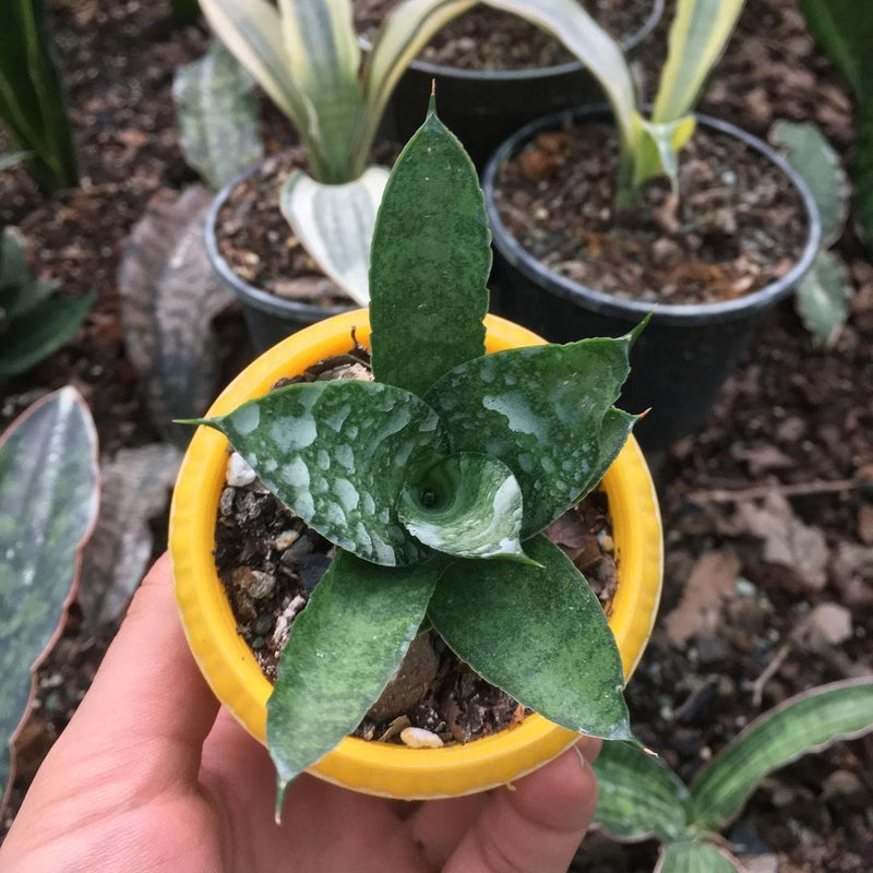 Sansevieria Pagoda Hybrid