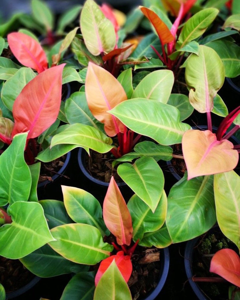 Philodendron Red Cherry
