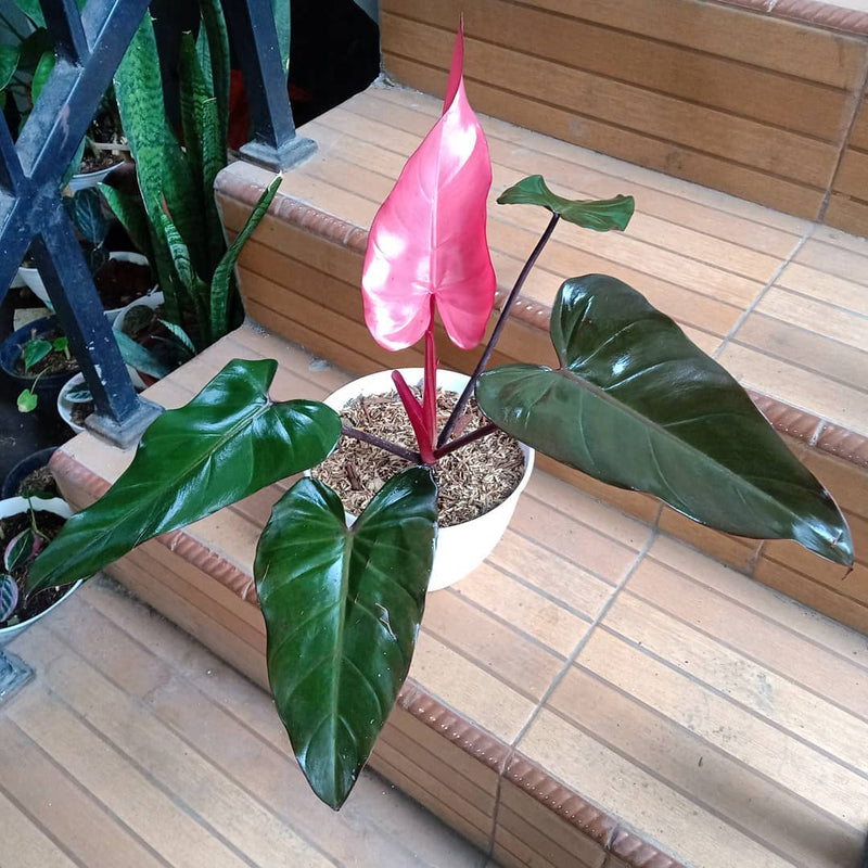 Philodendron Pink Dark lord