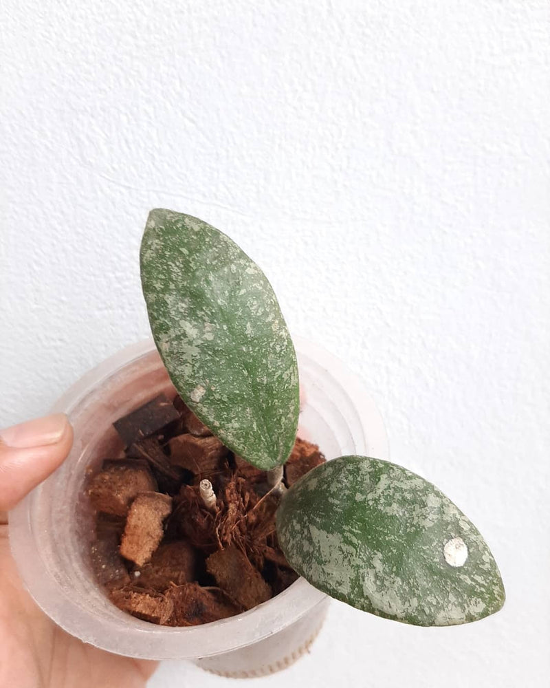 Hoya Rundumensis Splash