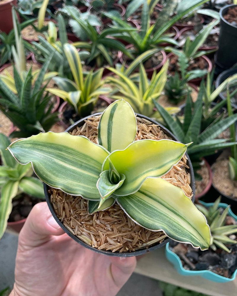 Sansevieria Kimayo Variegated