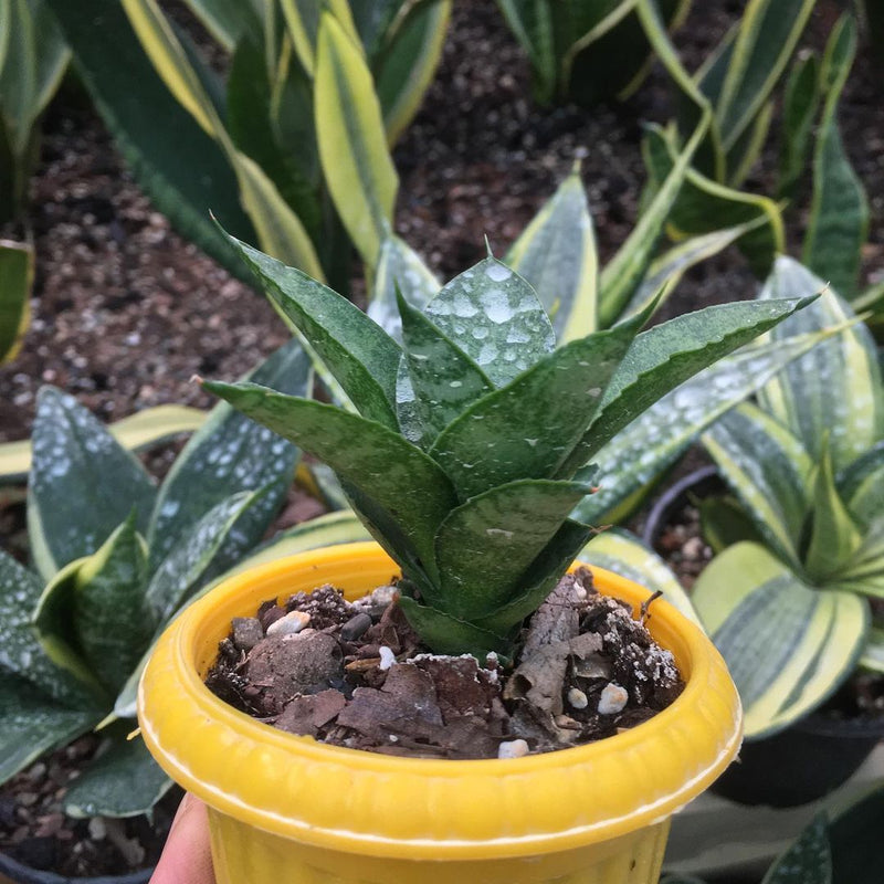 Sansevieria Pagoda Hybrid