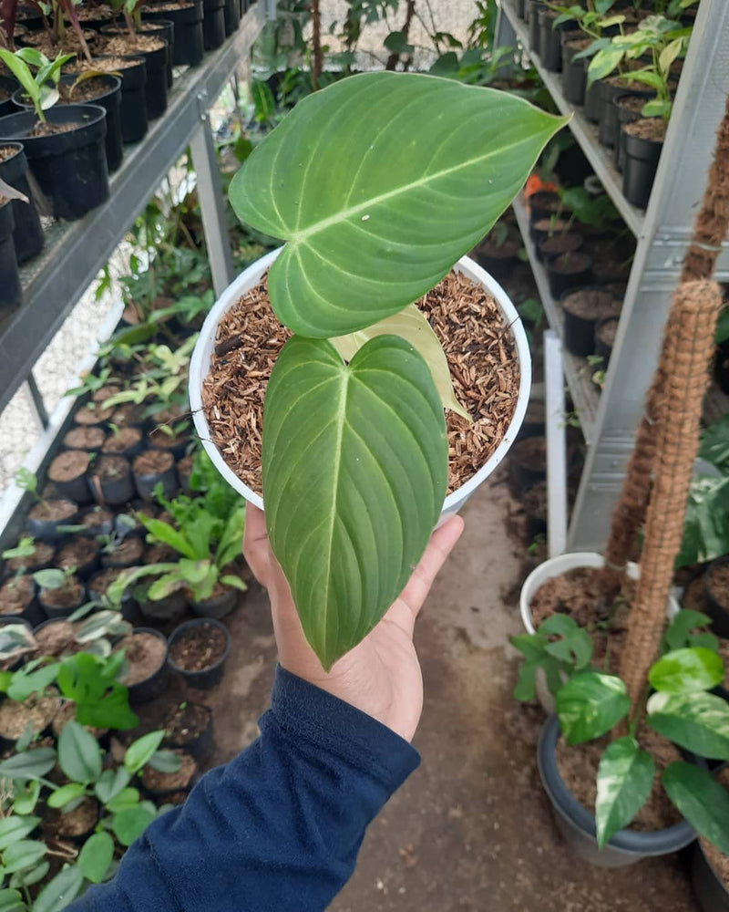 Philodendron Philodendron glorious Hybrid (Melanochrysum x gloriosum)