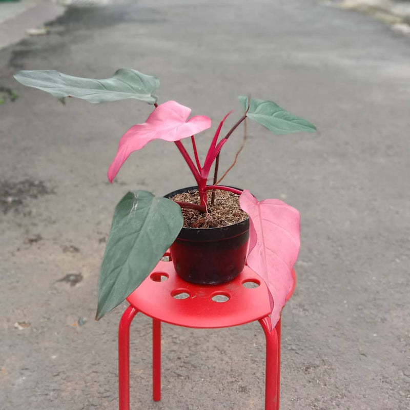 Philodendron Pink Dark lord