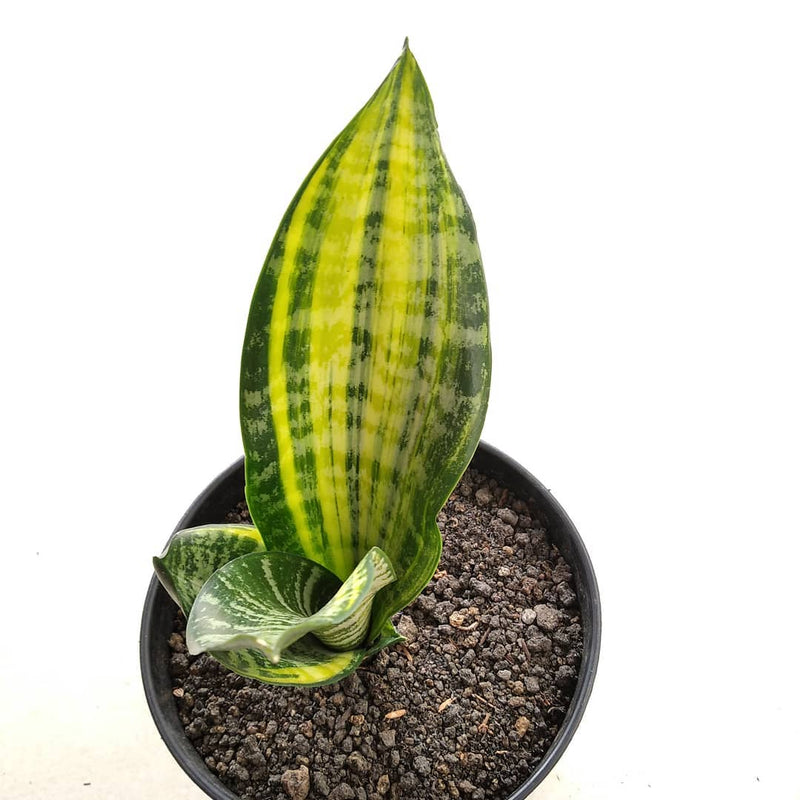 Sansevieria Futura Variegated