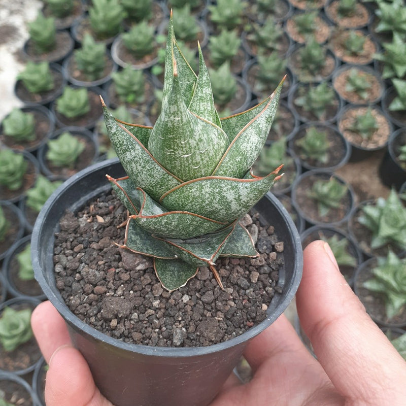 sansevieria balii srikaton