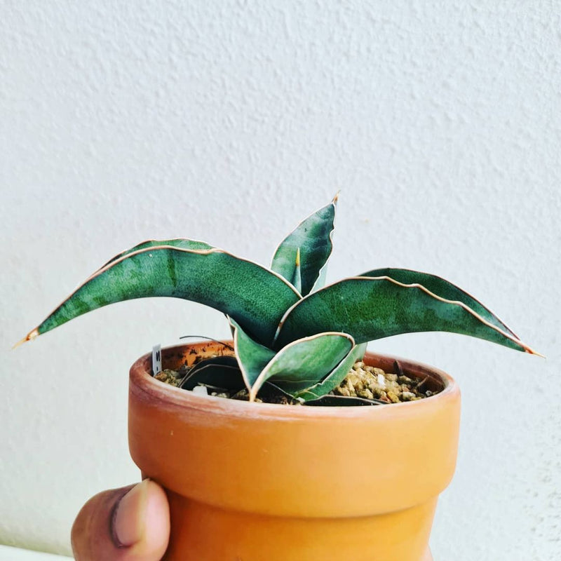 Sansevieria Kimayo blue Variegated