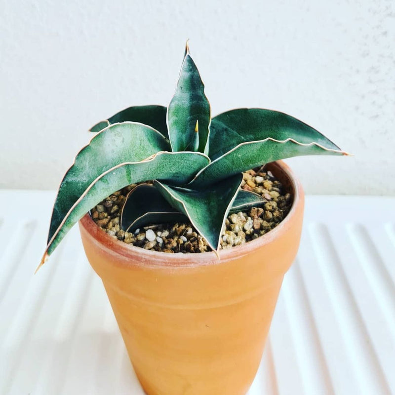 Sansevieria Kimayo blue Variegated