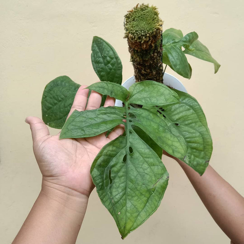 Amydrium Green Borneo