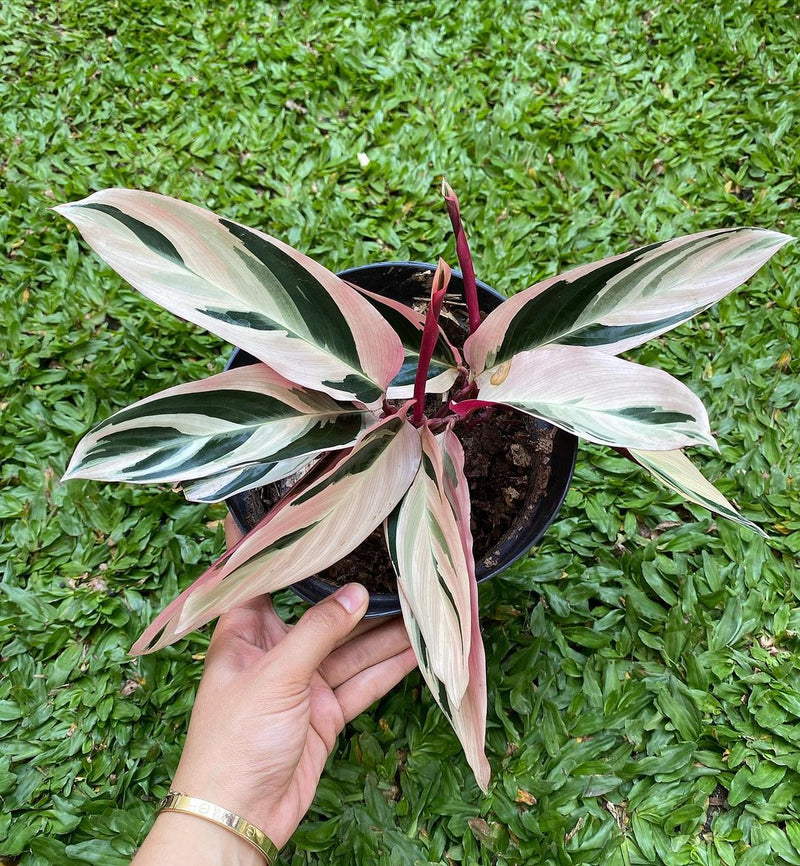 Calathea Meranti Bali