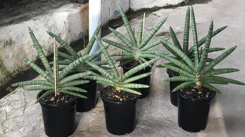 sansevieria cylindrica starfish