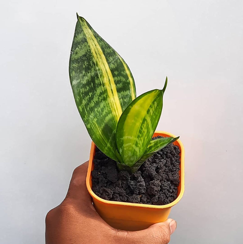 Sansevieria Futura Variegated