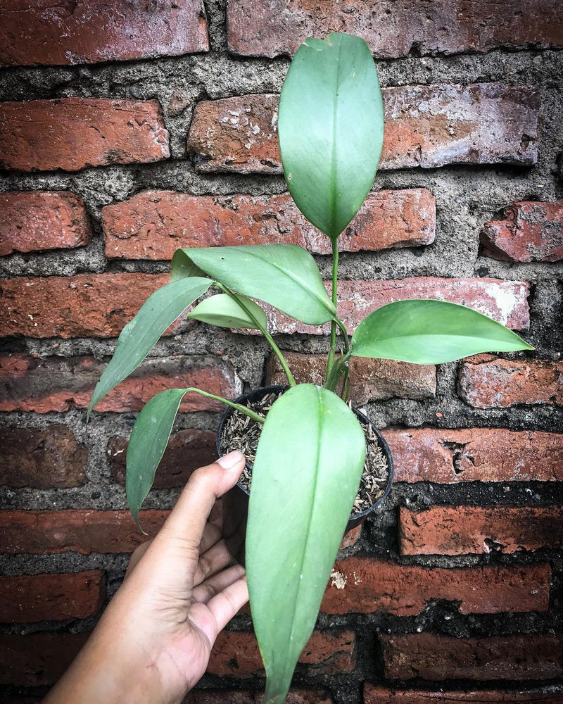 Epipremnum Giganteum Silver