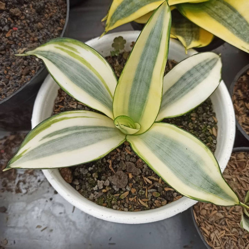 sansevieria Trifaschiata moonshine Splash