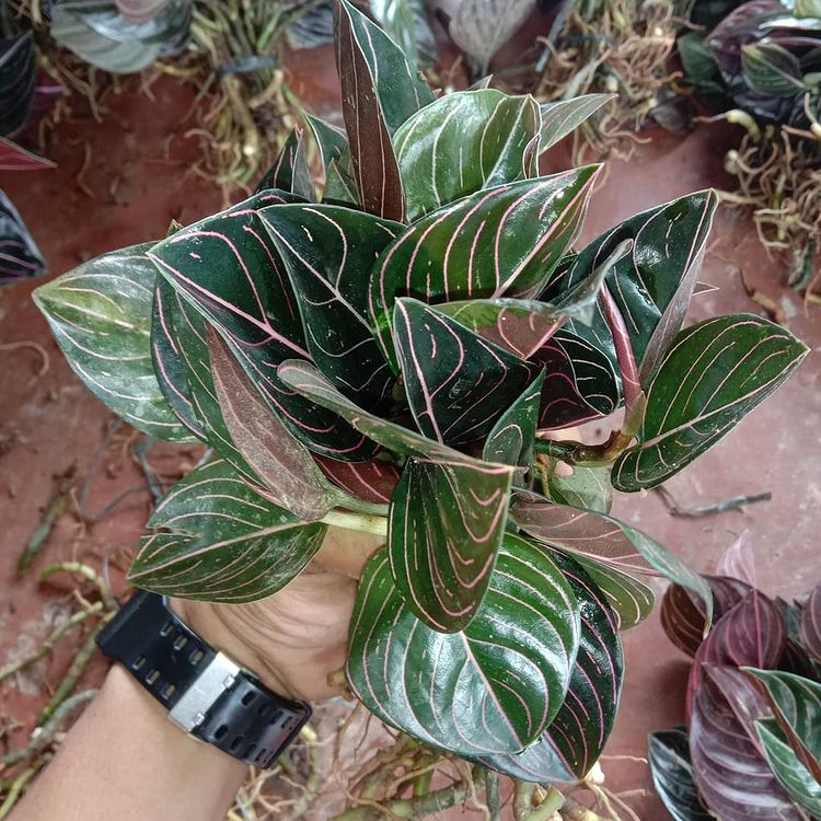 12 Aglaonema Rotundum