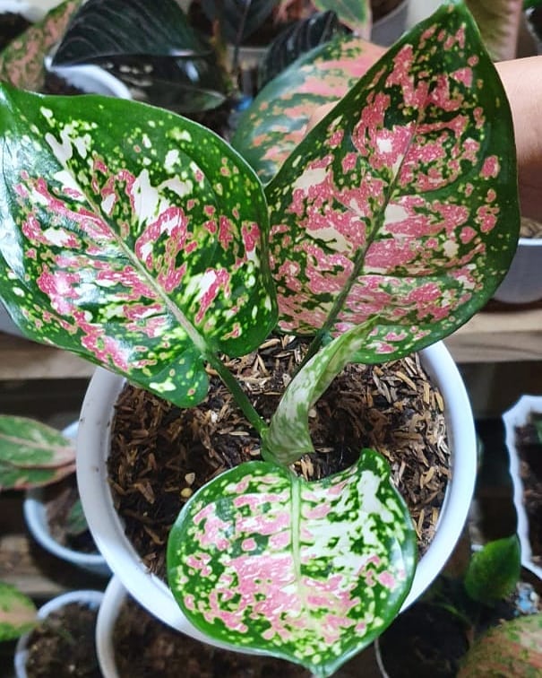 Aglaonema Three Colour