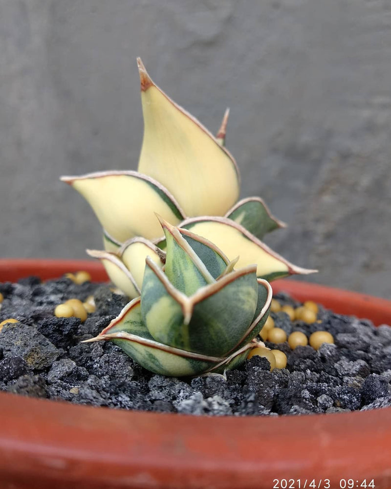 Sansevieria Rorida Variegated