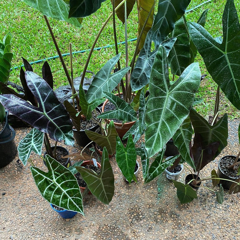 10 Tubers Alocasia longiloba