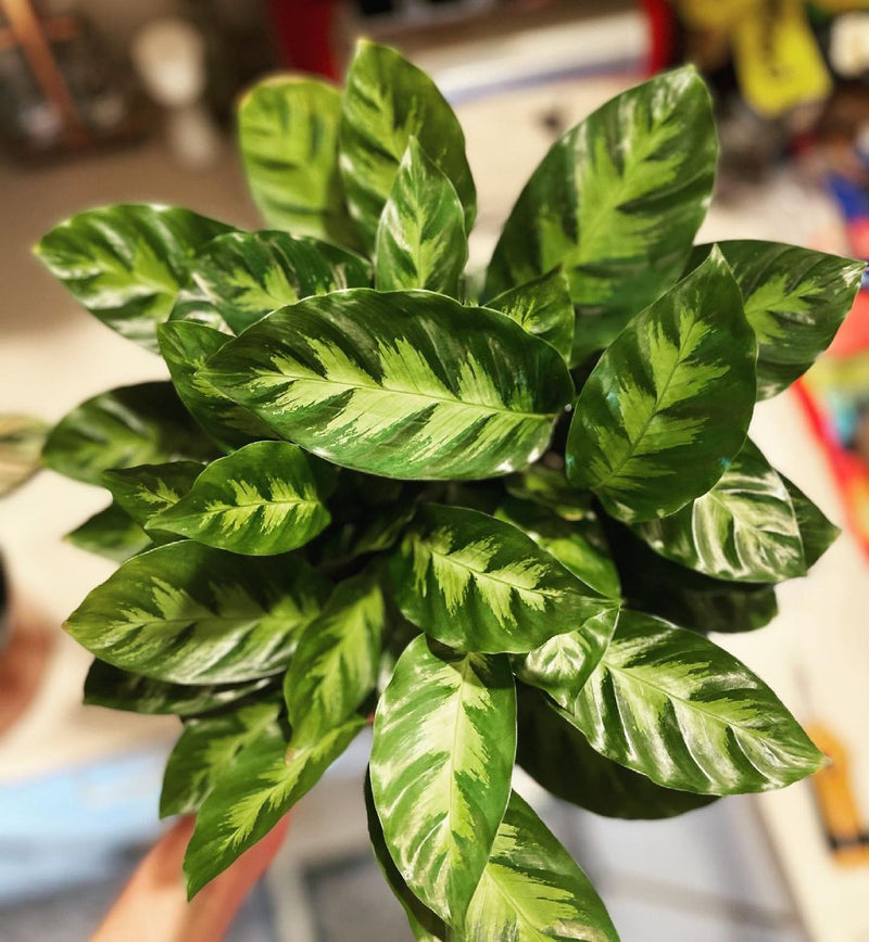 Calathea Louisae Misto