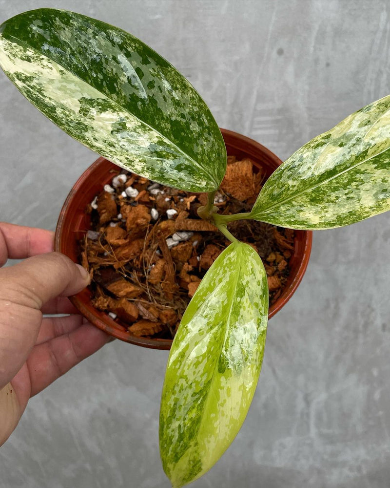 Aglaonema Simplex Variegated