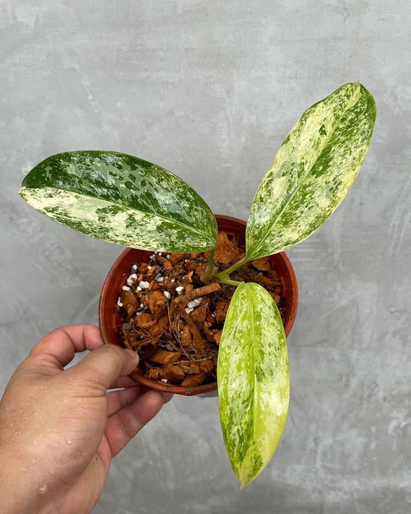 Aglaonema Simplex Variegated